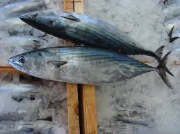 Image result for Sarda sarda