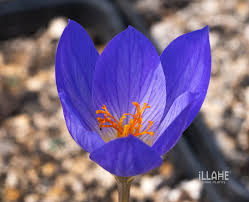Attēlu rezultāti vaicājumam “Crocus”