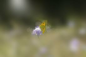 Attēlu rezultāti vaicājumam “Colias palaeno male”