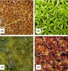 Attēlu rezultāti vaicājumam “Sphagnum fuscum”