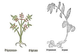 Image result for Diptam