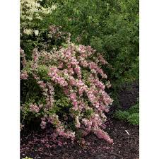 Attēlu rezultāti vaicājumam “Weigela praecox”