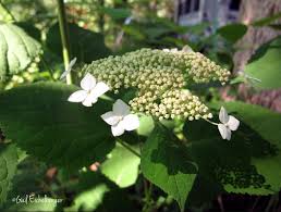 Attēlu rezultāti vaicājumam “Hydrangea arborescens subsp. discolor flower”