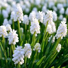 Attēlu rezultāti vaicājumam “Muscari botryoides flower”