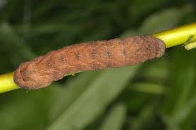 Attēlu rezultāti vaicājumam “Xestia triangulum”