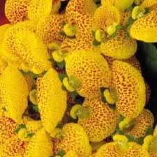 Image result for Calceolaria