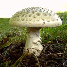 Attēlu rezultāti vaicājumam “Amanita strobiliformis”