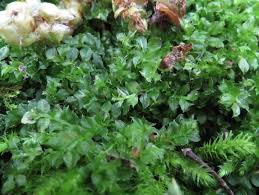 Attēlu rezultāti vaicājumam “Pseudobryum cinclidioides”