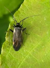 Attēlu rezultāti vaicājumam “Adelphocoris seticornis”