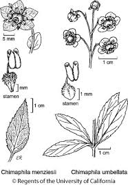 Attēlu rezultāti vaicājumam “Chimaphila umbellata”