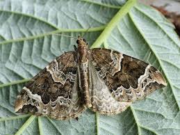 Attēlu rezultāti vaicājumam “Eulithis prunata”