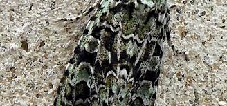 Attēlu rezultāti vaicājumam “Griposia aprilina”