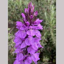 Attēlu rezultāti vaicājumam “Dactylorhiza fuchsii flower”