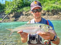 Image result for Alosa fallax