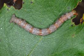 Attēlu rezultāti vaicājumam “Cabera pusaria”