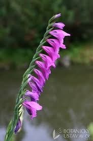 Attēlu rezultāti vaicājumam “Gladiolus imbricatus”