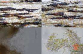 Attēlu rezultāti vaicājumam “Xylographa paralella”