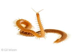 Attēlu rezultāti vaicājumam “Geophilidae”