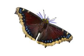 Attēlu rezultāti vaicājumam “Nymphalis antiopa underside”