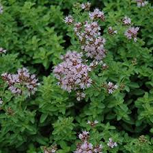 Attēlu rezultāti vaicājumam “Origanum vulgare flower”
