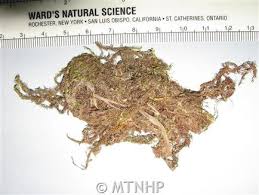 Attēlu rezultāti vaicājumam “Warnstorfia exannulata”