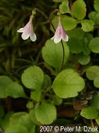 Attēlu rezultāti vaicājumam “Linnaea borealis flower”