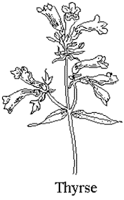 Attēlu rezultāti vaicājumam “Scrophulariaceae”