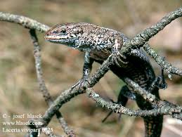 Attēlu rezultāti vaicājumam “Lacerta vivipara”