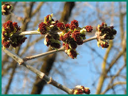 Attēlu rezultāti vaicājumam “Acer negundo female flower”