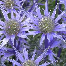 Attēlu rezultāti vaicājumam “Eryngium planum”