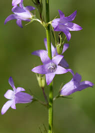 Image result for Campanula rapunculus