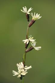 Attēlu rezultāti vaicājumam “Silene tatarica leaf”