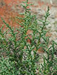 Attēlu rezultāti vaicājumam “Callicladium haldanianum sporophyte”