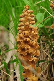 Attēlu rezultāti vaicājumam “Neottia nidus-avis bud”