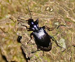 Attēlu rezultāti vaicājumam “Limodromus assimilis”