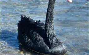 Attēlu rezultāti vaicājumam “Cygnus atratus”