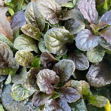 Attēlu rezultāti vaicājumam “Ajuga reptans bud”