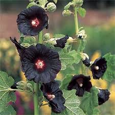 Image result for Alcea rosea `Appleblossom`