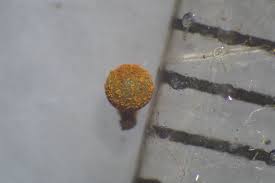 Attēlu rezultāti vaicājumam “Physarum auriscalpium spores”