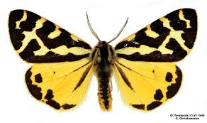 Attēlu rezultāti vaicājumam “Parasemia plantaginis”