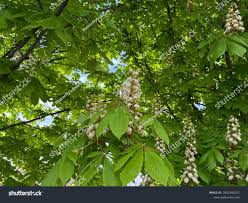 Attēlu rezultāti vaicājumam “Aesculus hippocastanum flower”