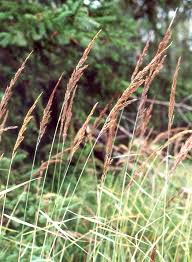 Attēlu rezultāti vaicājumam “Calamagrostis epigeios”