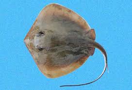 Image result for Hypanus americanus