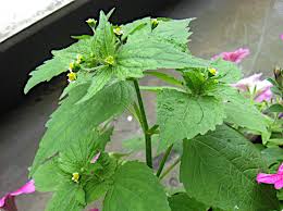 Attēlu rezultāti vaicājumam “Galinsoga quadriradiata leaf”