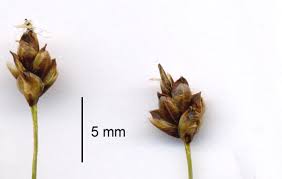 Attēlu rezultāti vaicājumam “Carex chordorrhiza leaf”