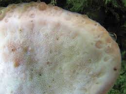 Attēlu rezultāti vaicājumam “Postia guttulata”