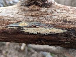 Attēlu rezultāti vaicājumam “Didymium nigripes young”