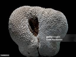 Attēlu rezultāti vaicājumam “Calvatia utriformis”