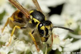 Attēlu rezultāti vaicājumam “Vespula germanica male”