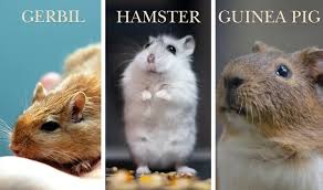 Image result for Gerbil